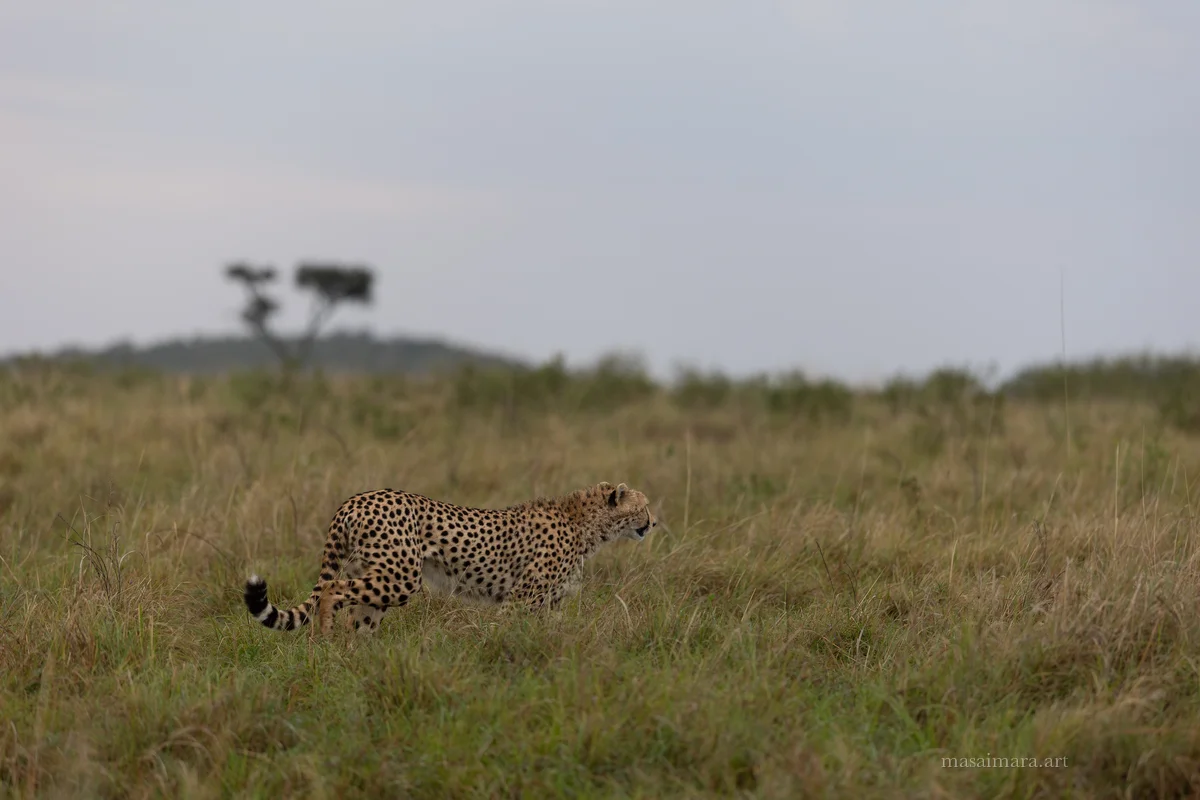 Mound Cheetah — frame 23