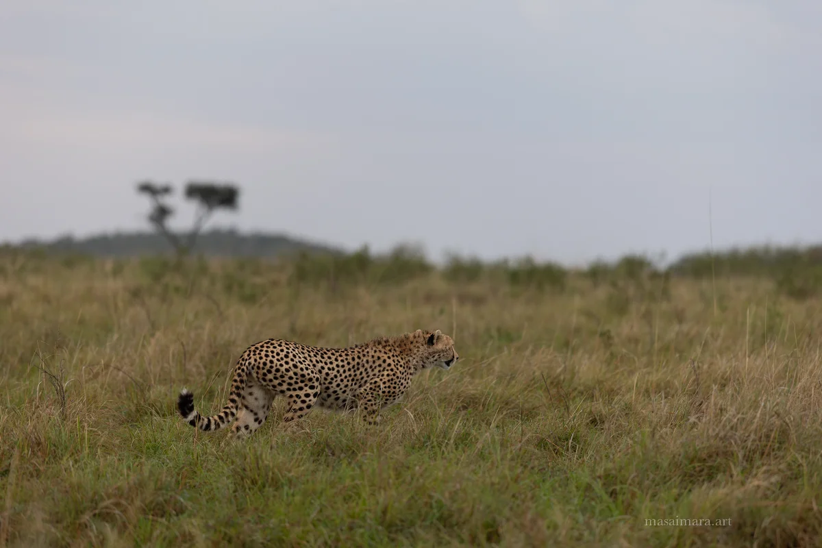 Mound Cheetah — frame 24