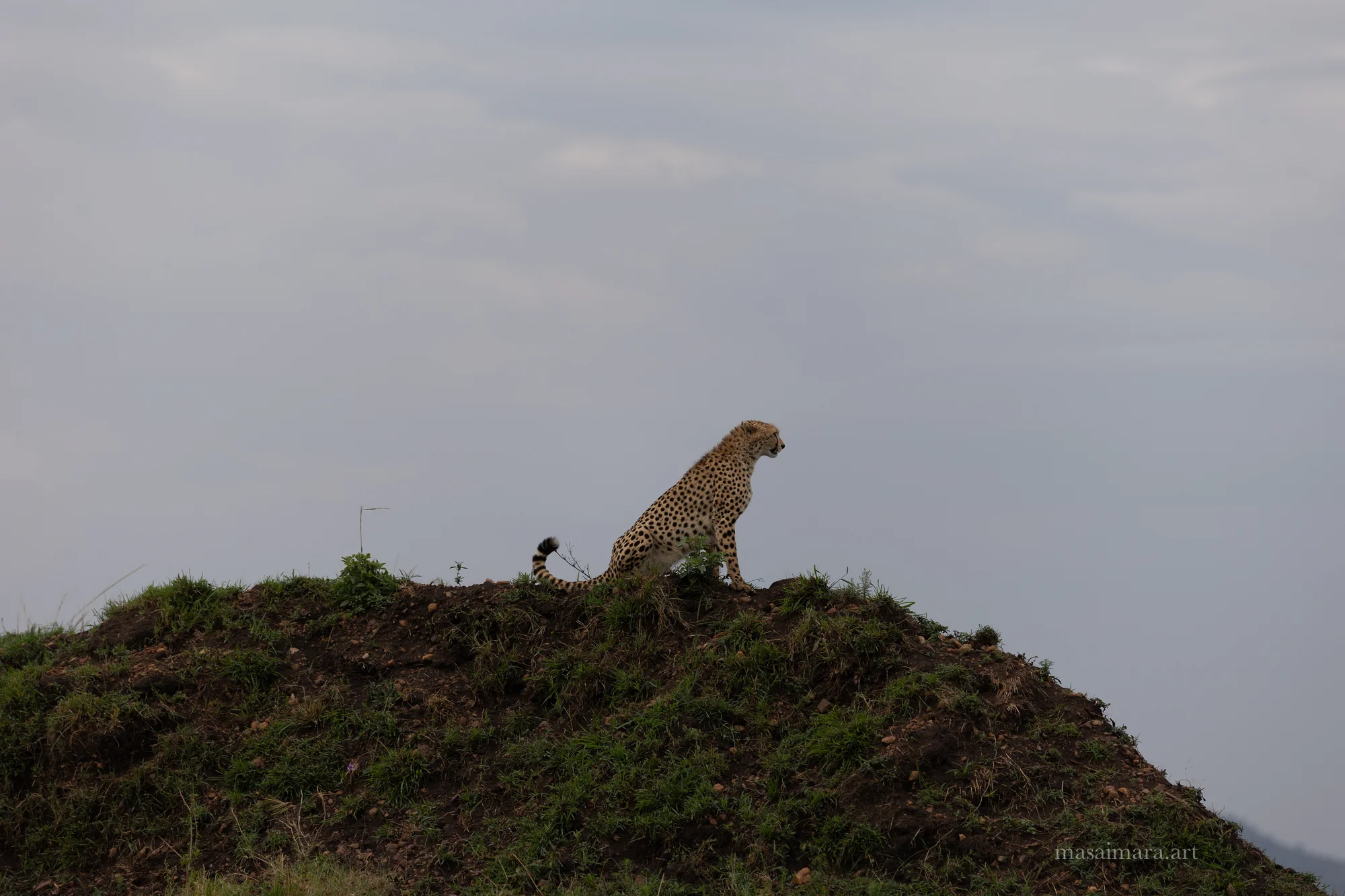 Mound Cheetah — frame 25