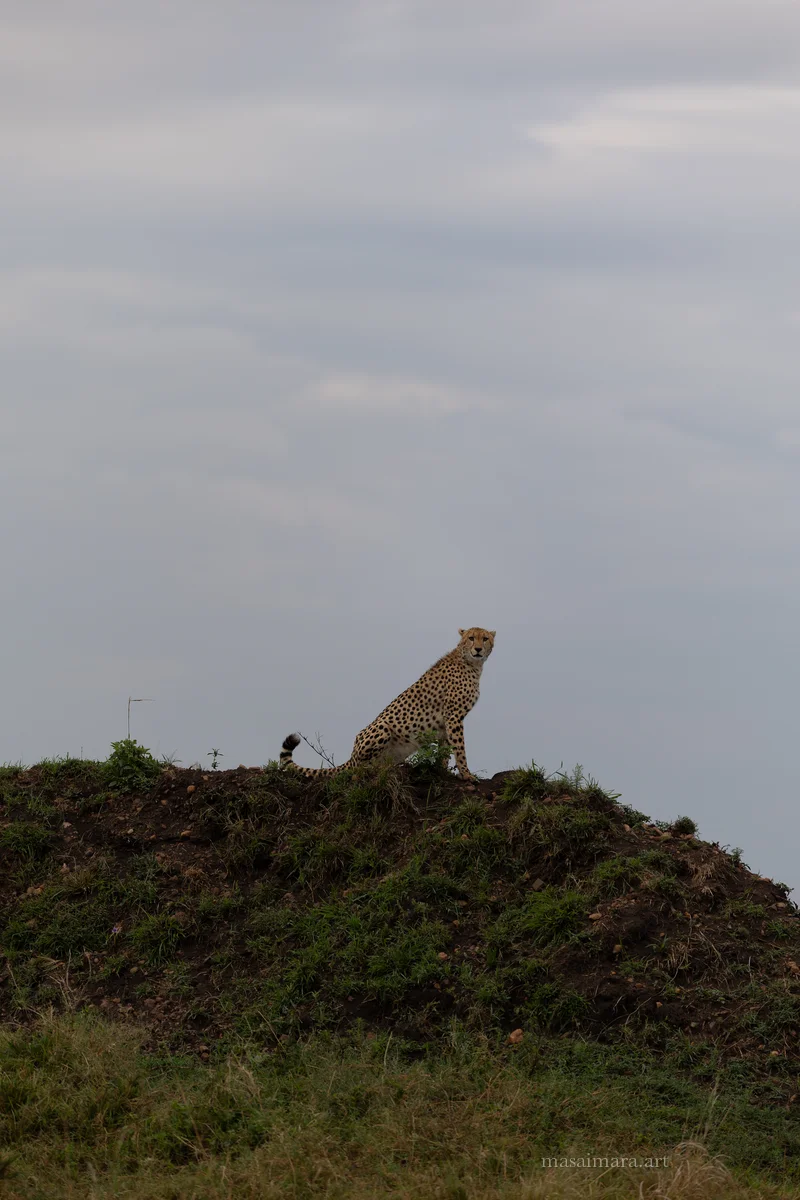 Mound Cheetah — frame 26