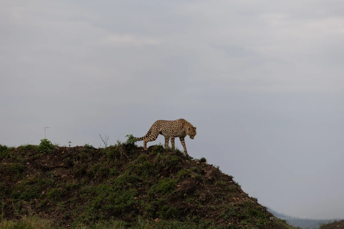 Mound Cheetah — frame 27