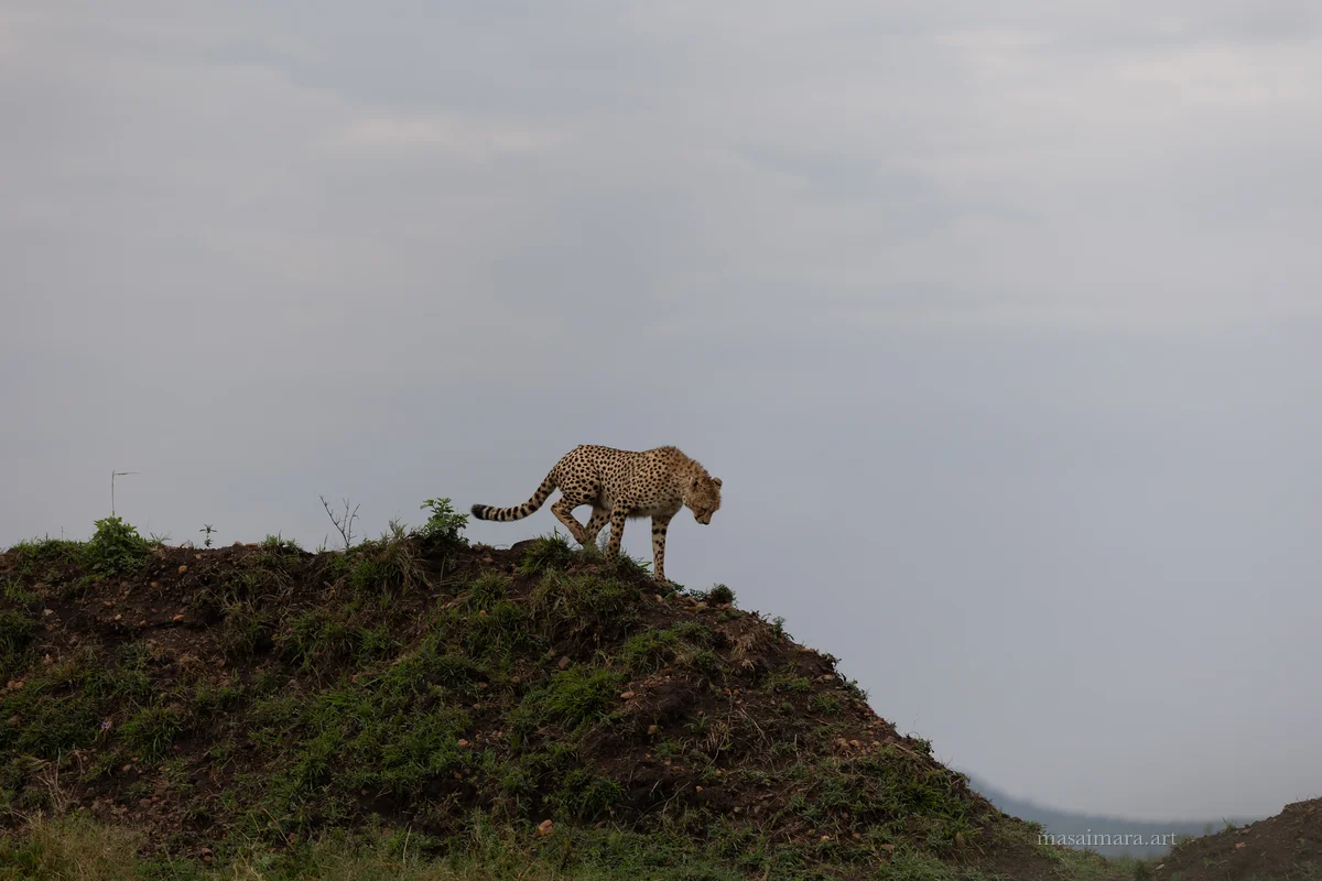 Mound Cheetah — frame 28
