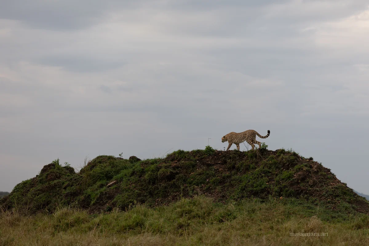 Mound Cheetah — frame 29