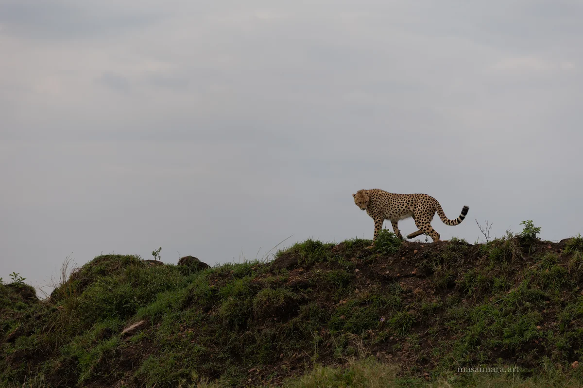 Mound Cheetah — frame 30