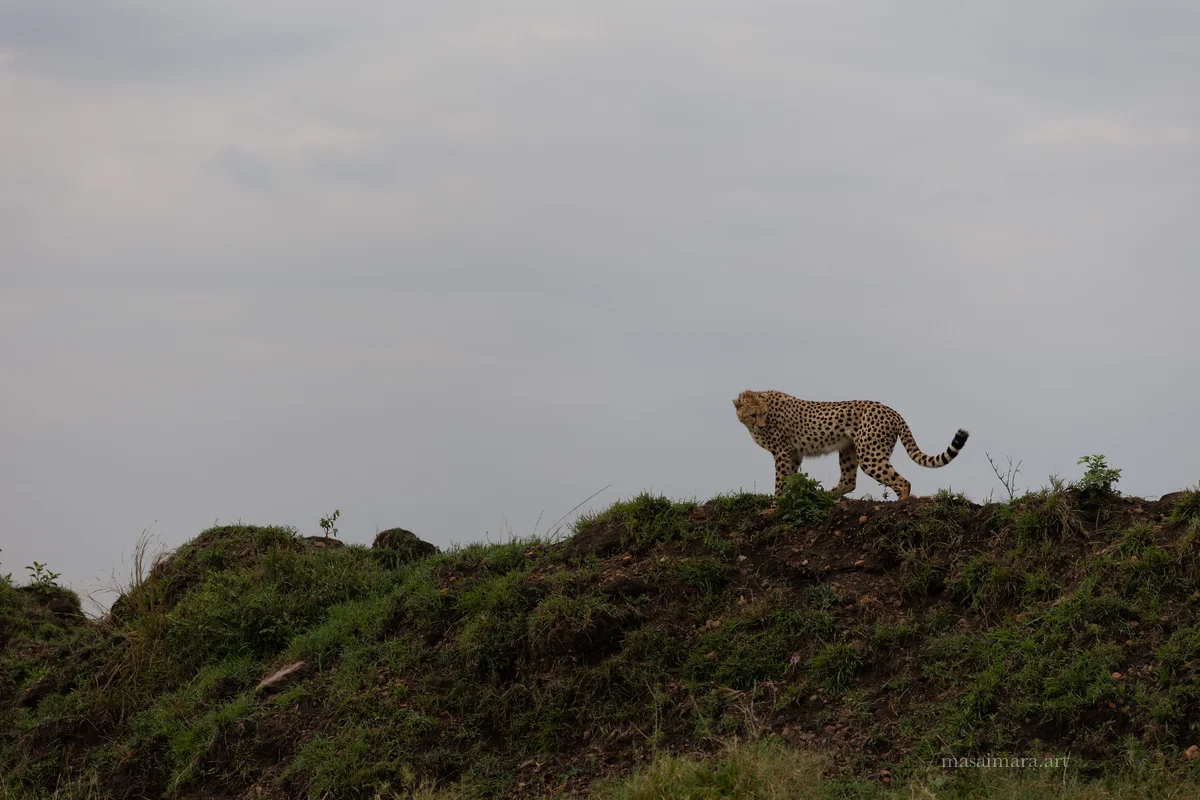 Mound Cheetah — frame 31