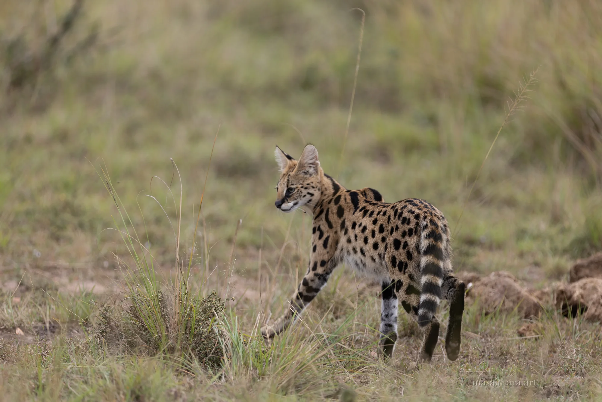 Serval — frame 00