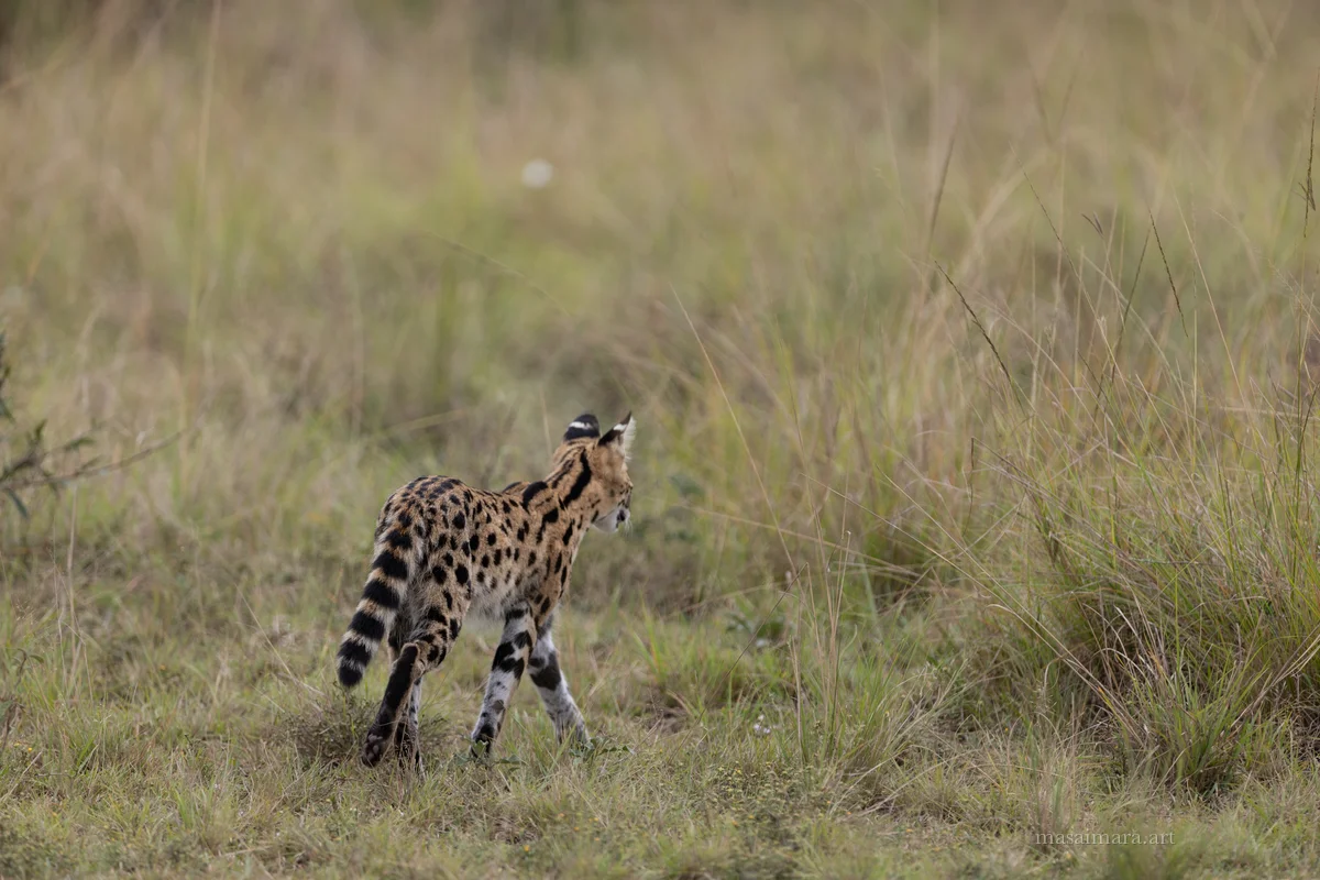 Serval — frame 01
