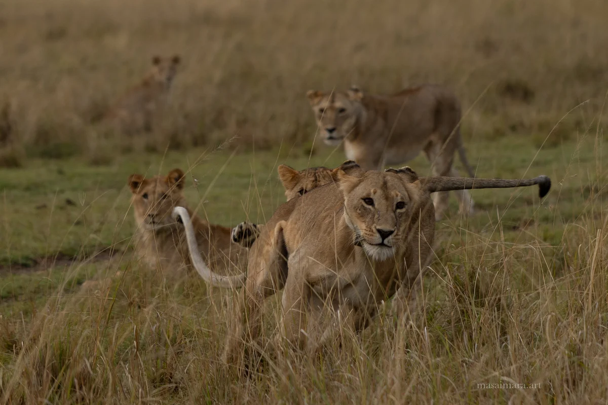 The Pride — frame 01