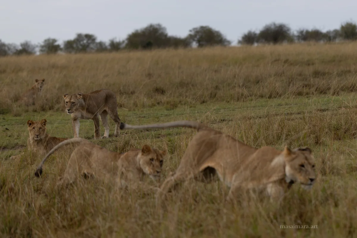 The Pride — frame 02