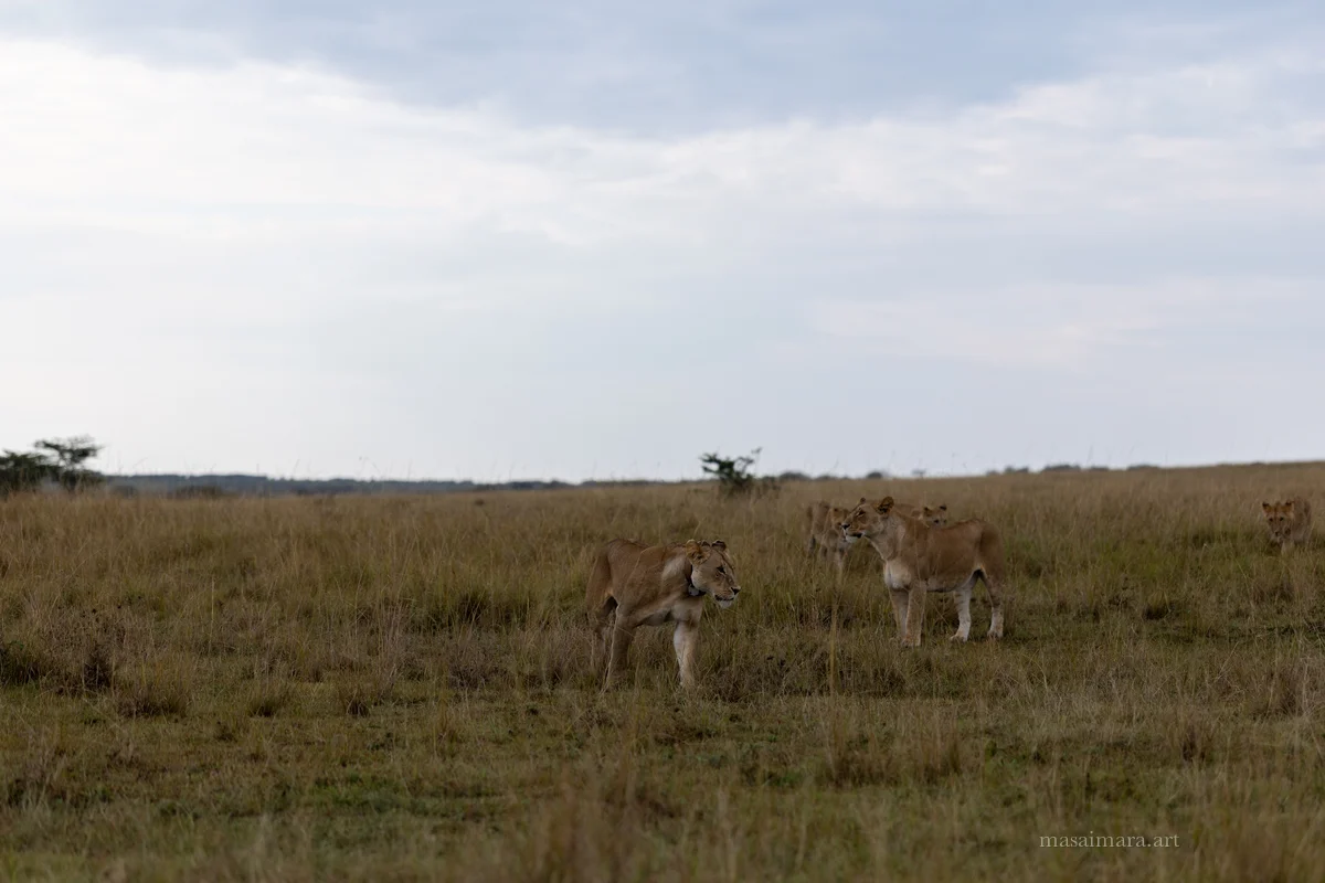 The Pride — frame 07