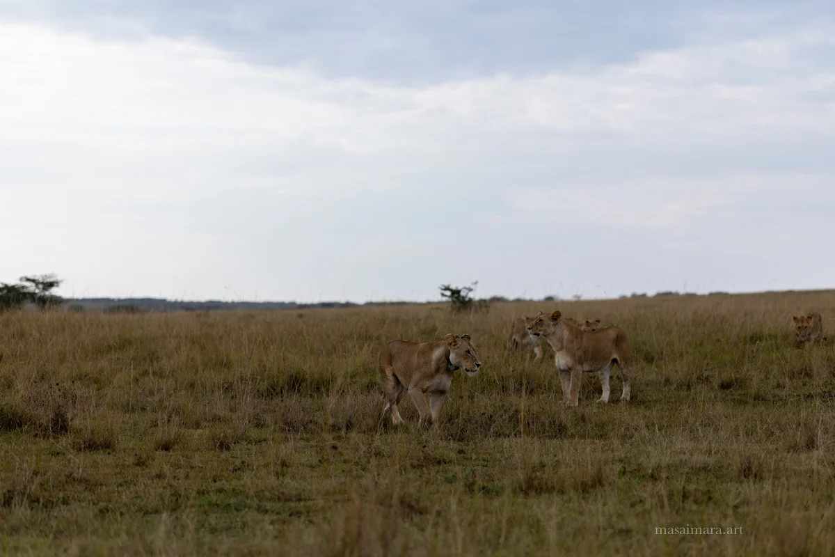 The Pride — frame 08