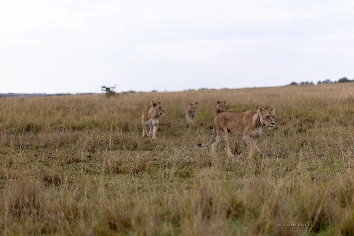 The Pride — frame 09