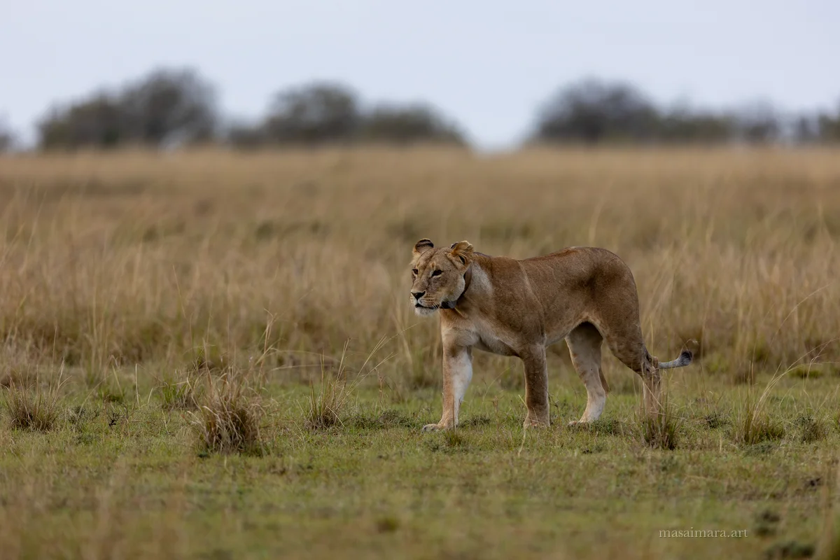 The Pride — frame 16