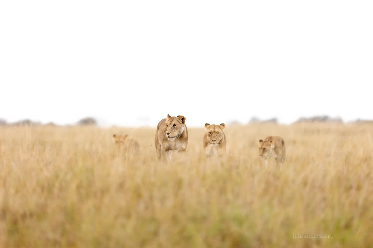 The Pride — frame 21