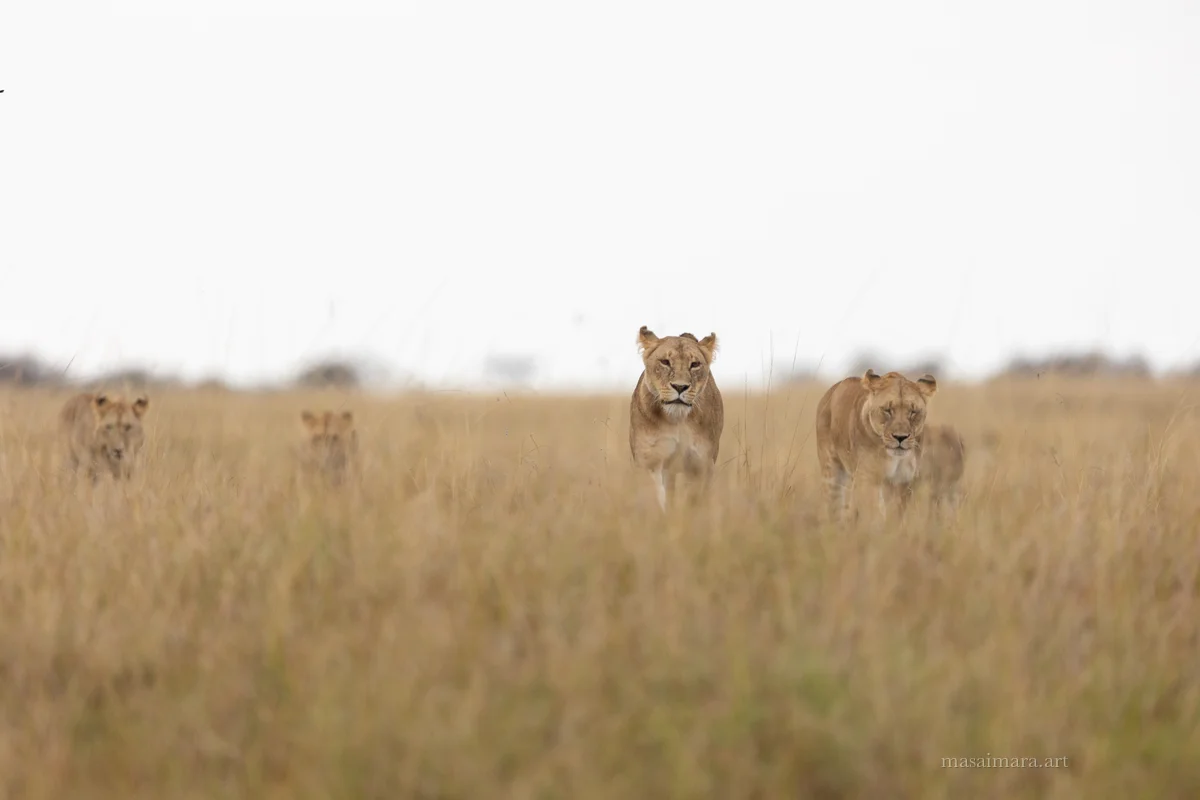 The Pride — frame 22