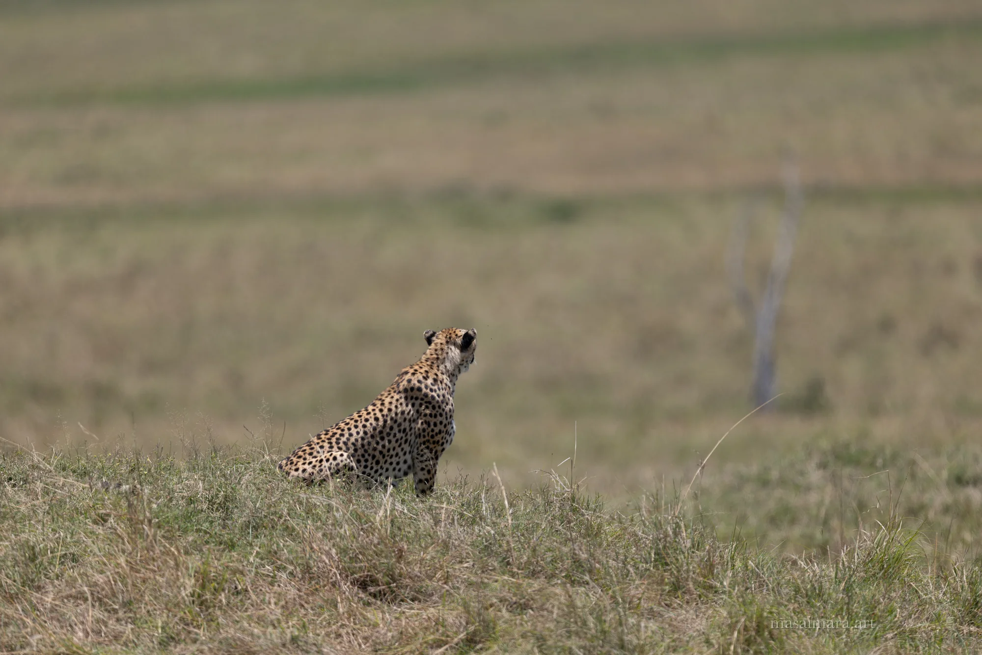 The Sprint — frame 00