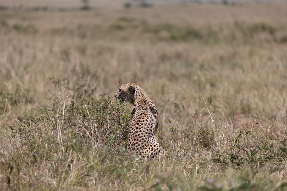 The Sprint — frame 05