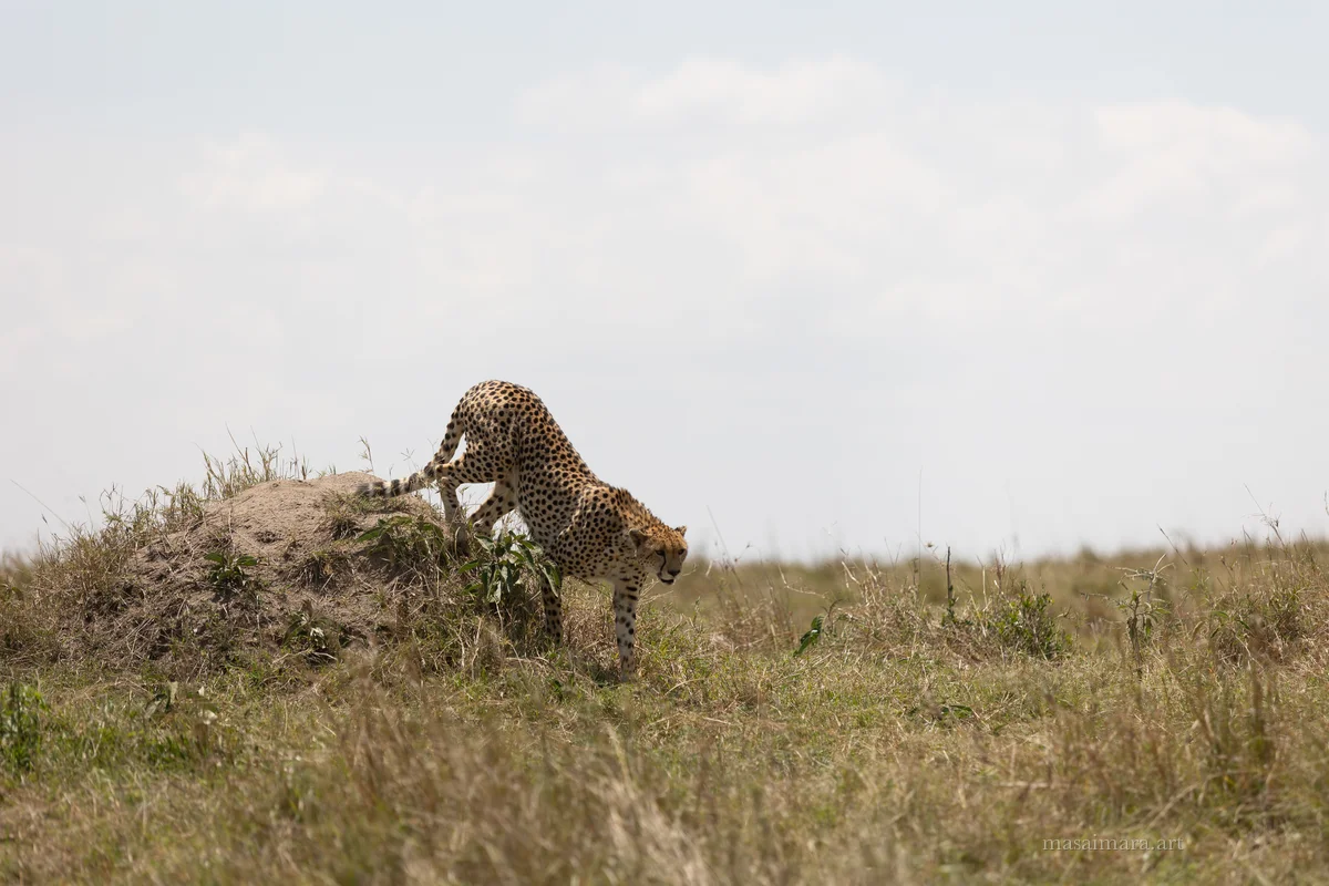 The Sprint — frame 13