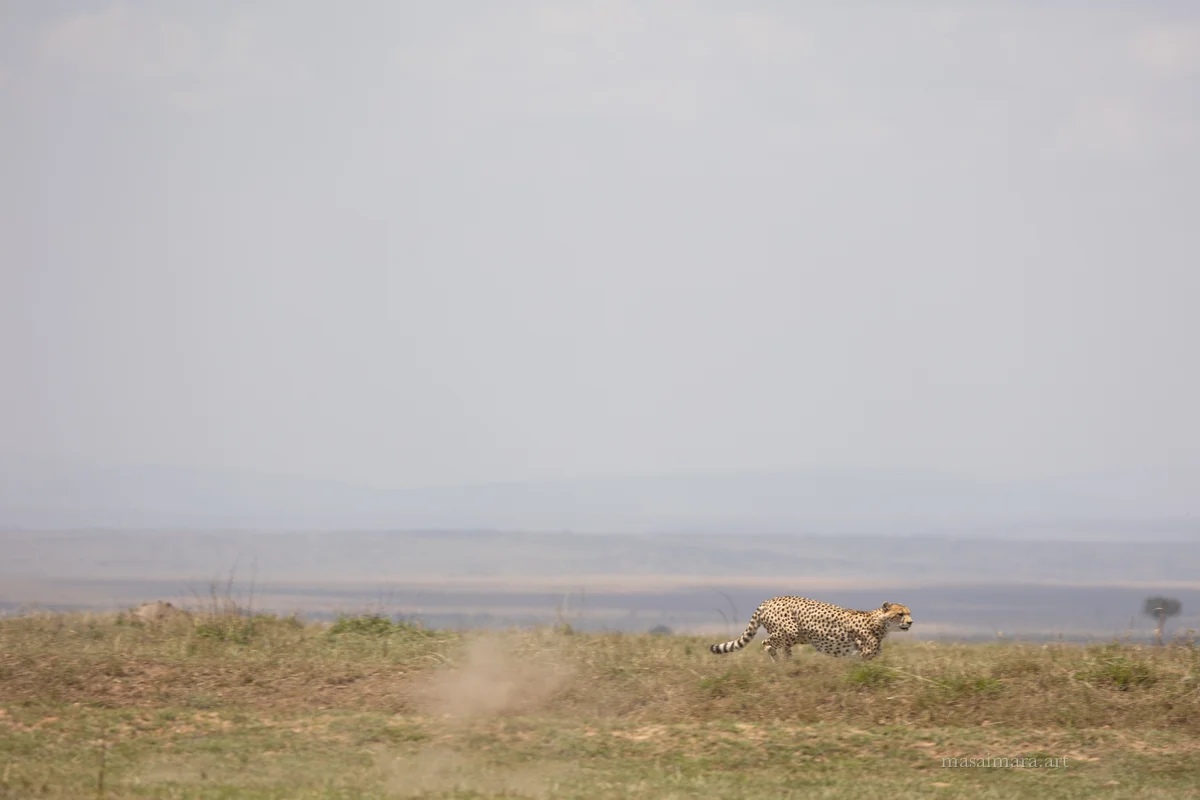 The Sprint — frame 16