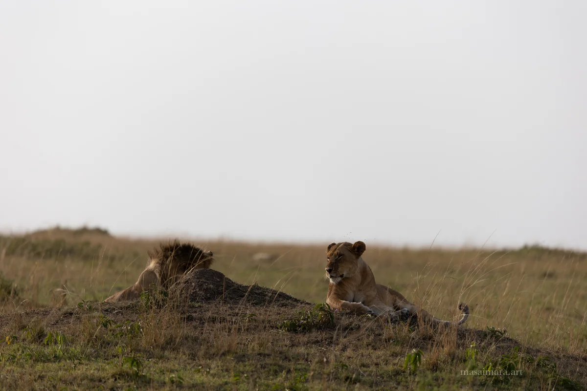 Thornlight — frame 11