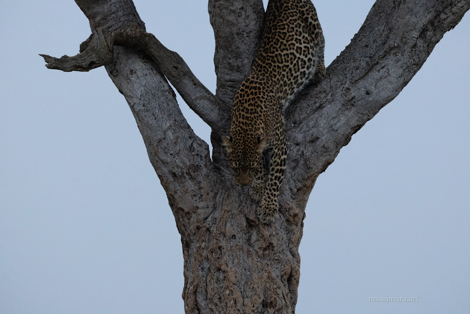 Tree Leopard — frame 00