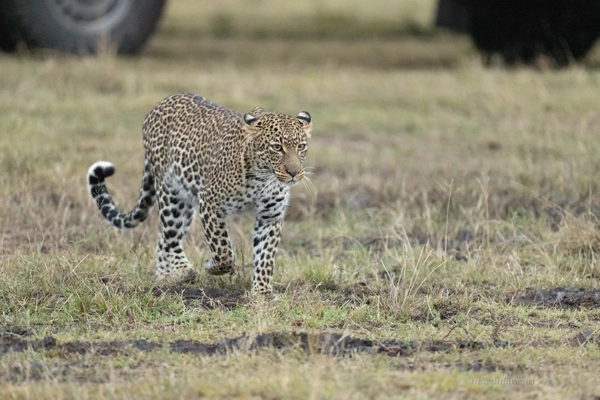 Tree Leopard — frame 01