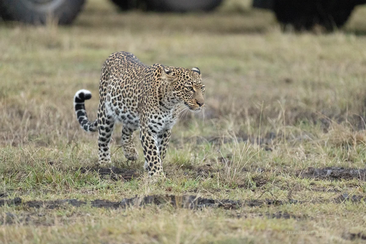 Tree Leopard — frame 02