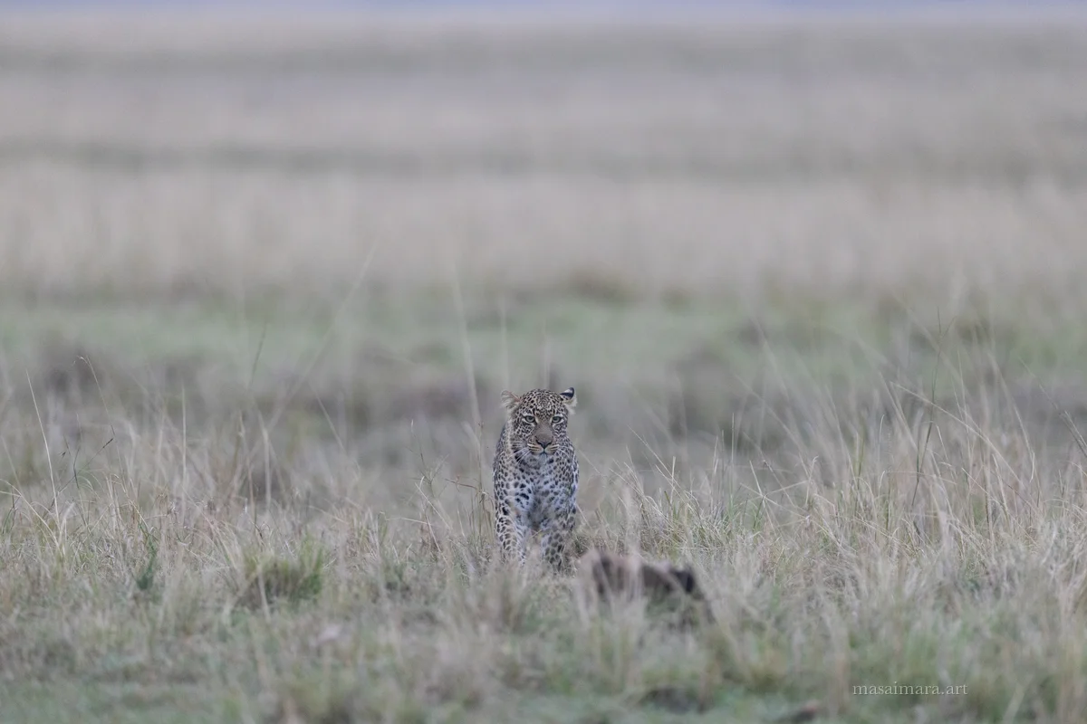 Tree Leopard — frame 03