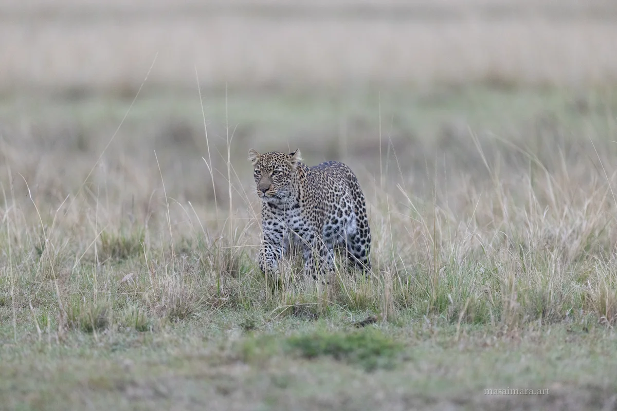 Tree Leopard — frame 04