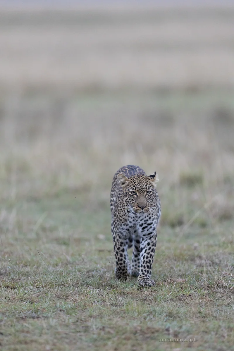 Tree Leopard — frame 05