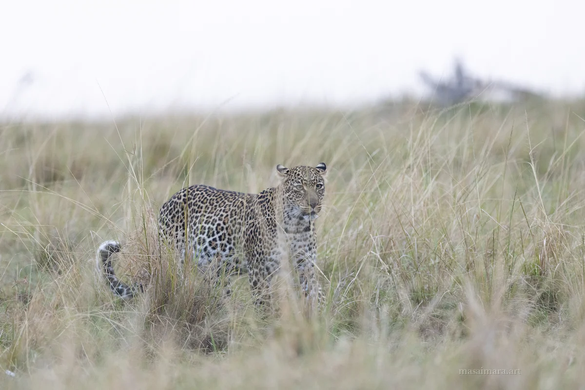 Tree Leopard — frame 06