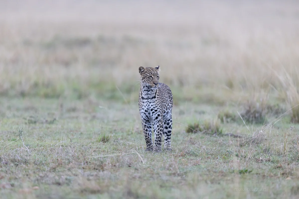 Tree Leopard — frame 07