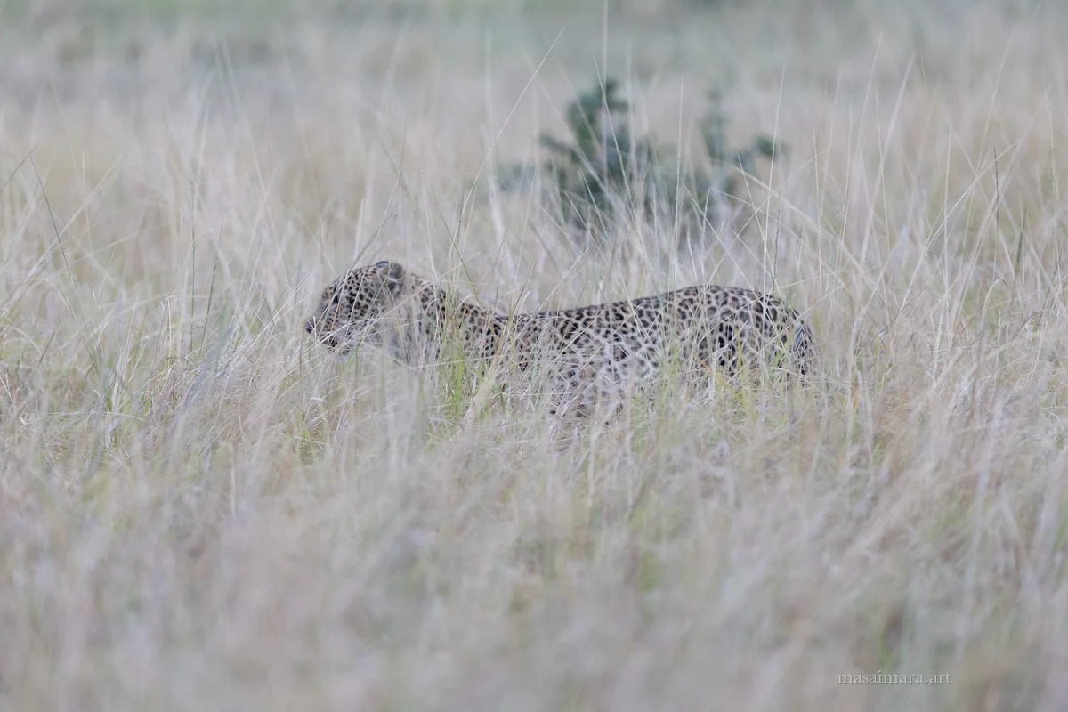 Tree Leopard — frame 08