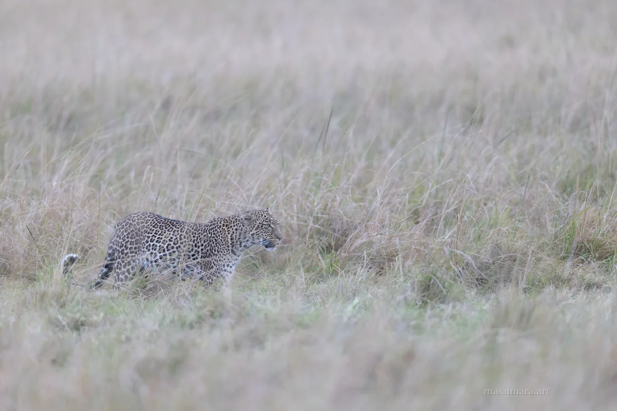 Tree Leopard — frame 09