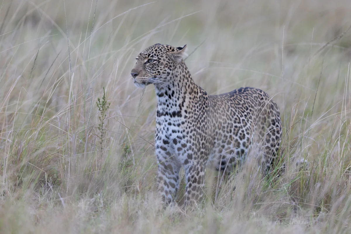 Tree Leopard — frame 10