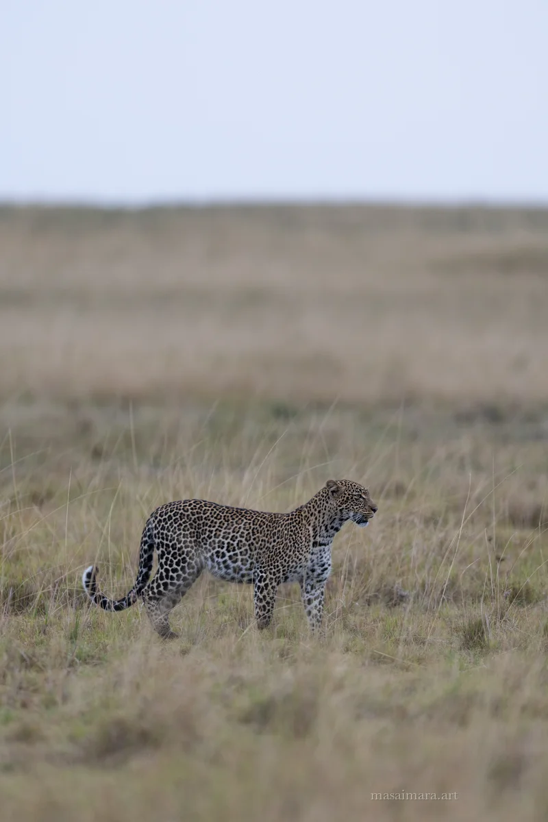 Tree Leopard — frame 12