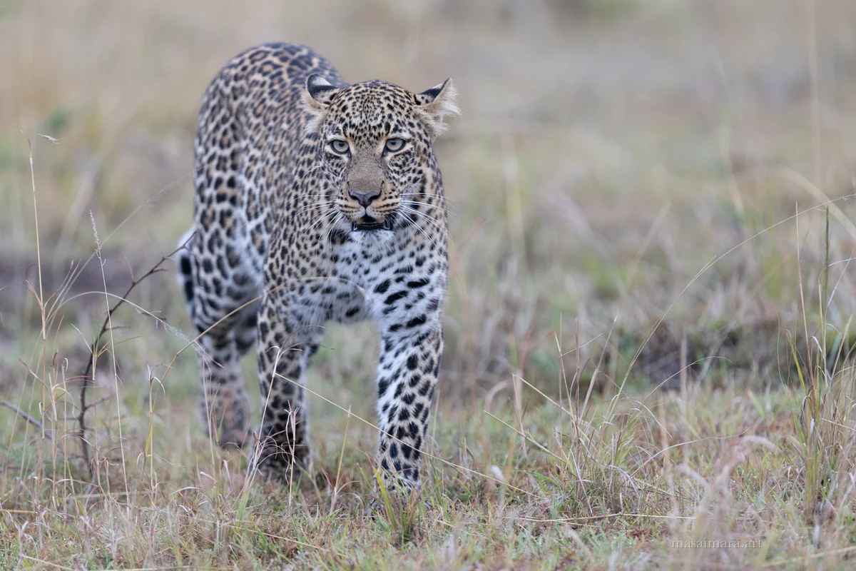 Tree Leopard — frame 13