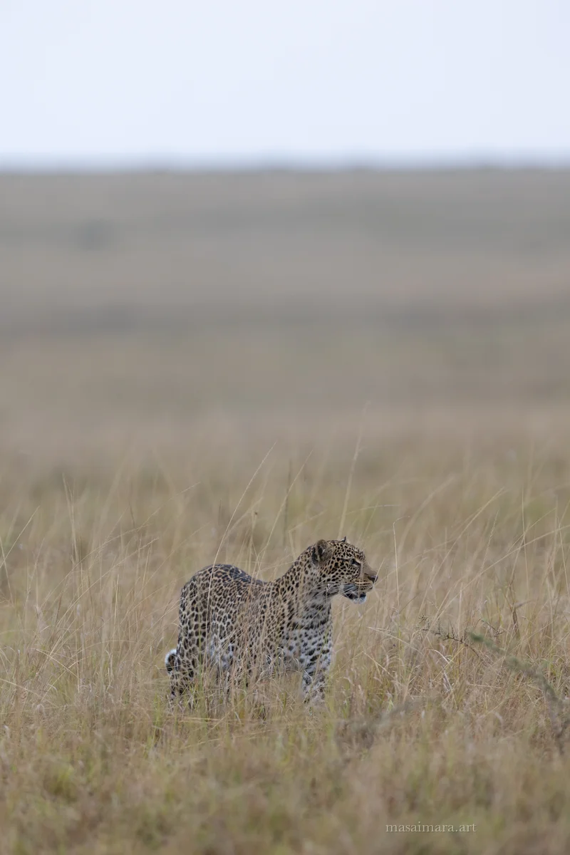 Tree Leopard — frame 14