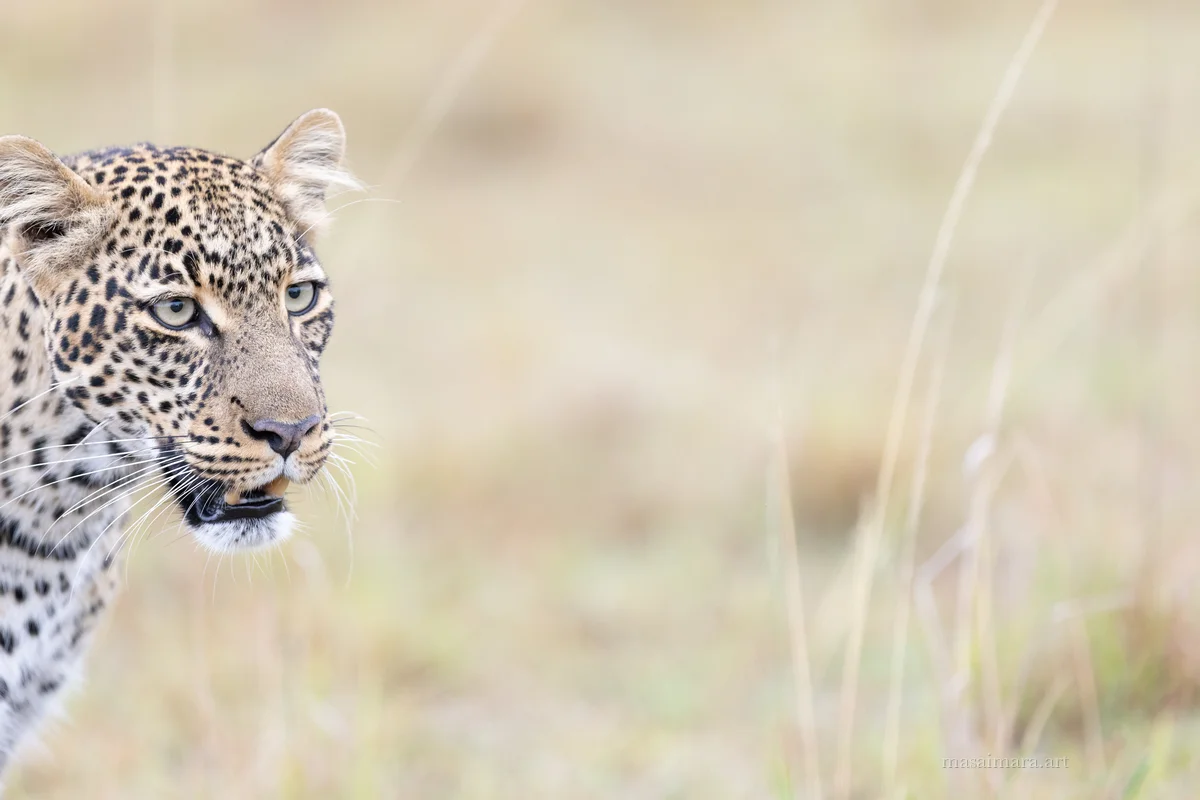 Tree Leopard — frame 16