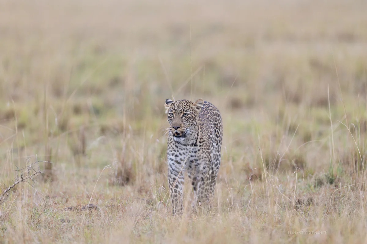 Tree Leopard — frame 17