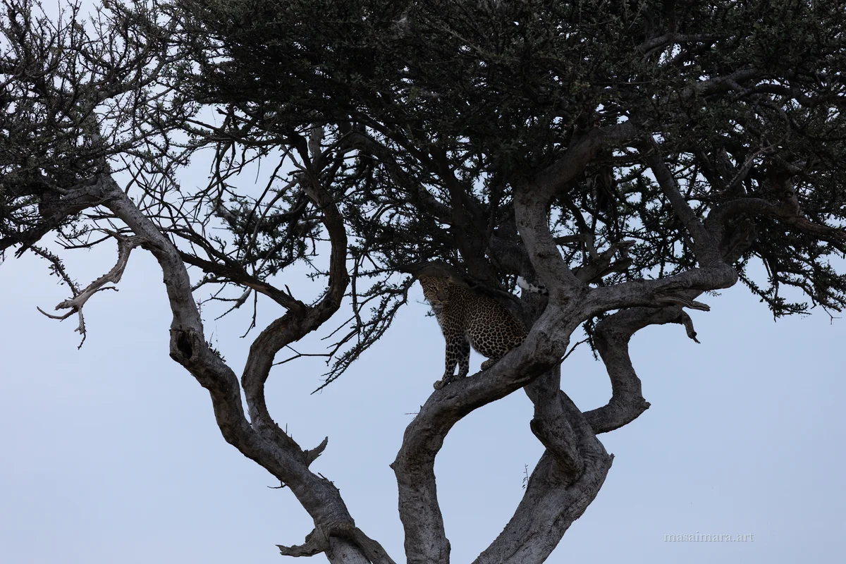 Tree Leopard — frame 18