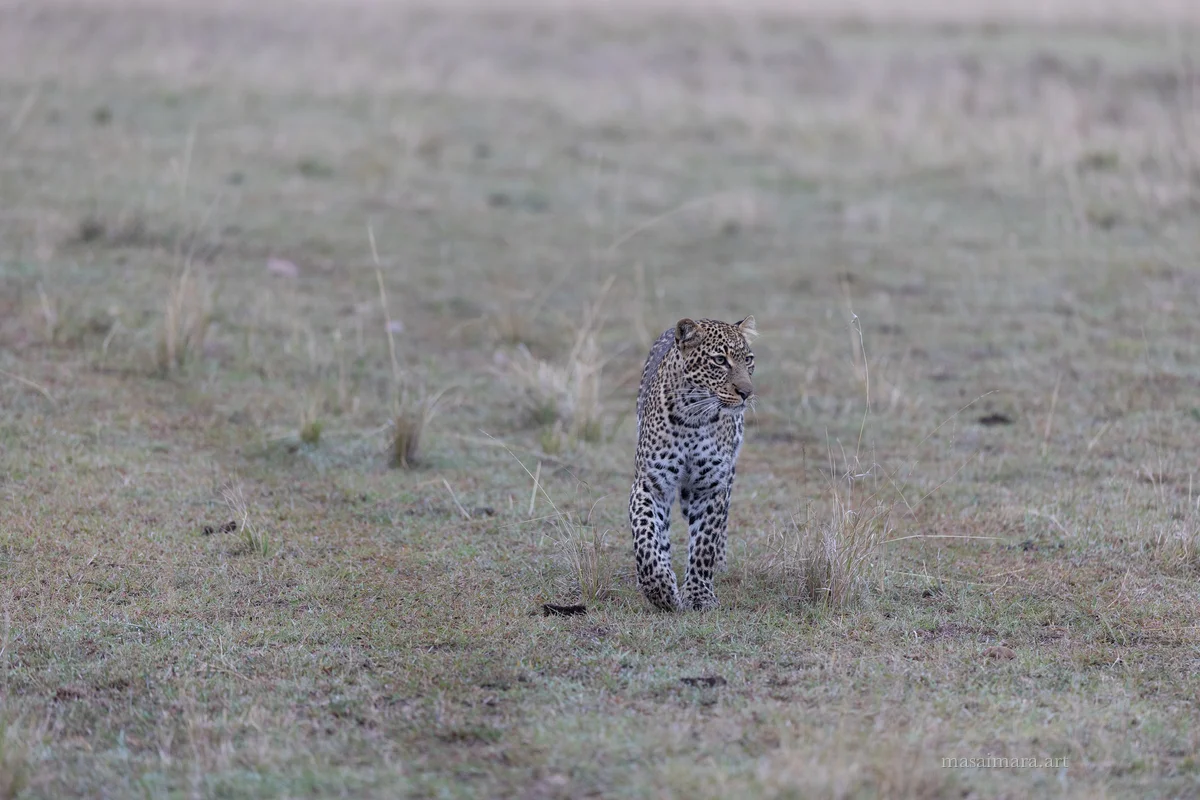 Tree Leopard — frame 19